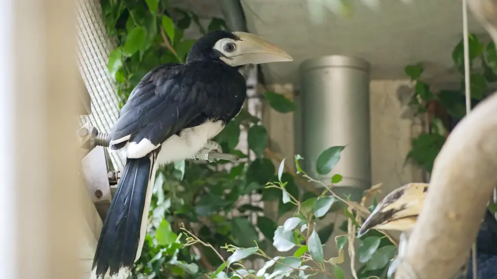 Hornvogel-Nachwuchs